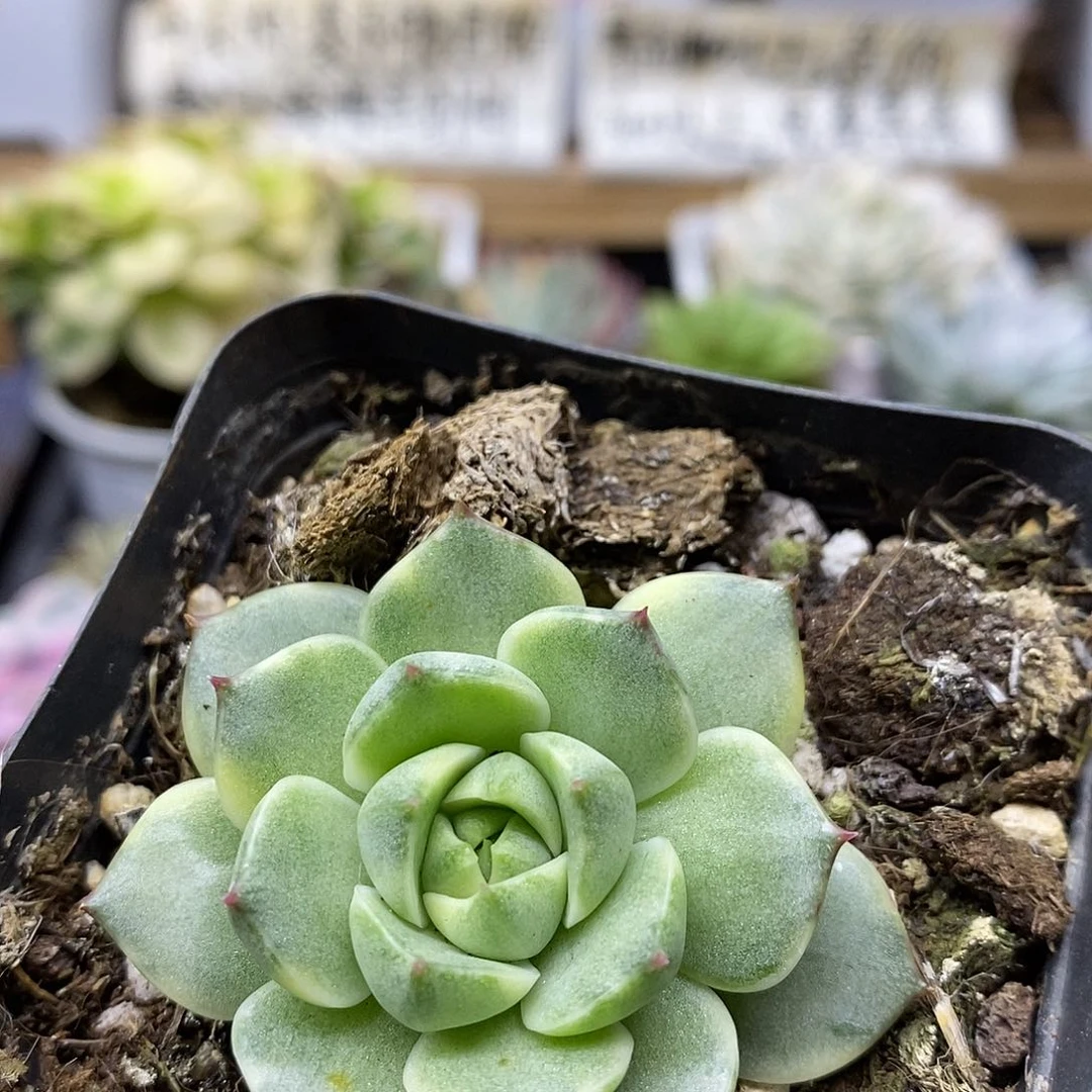 0615 法比奥拉覆轮锦