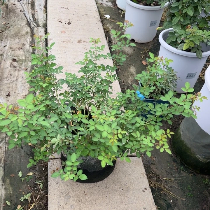 完全开放精品月季花颜色