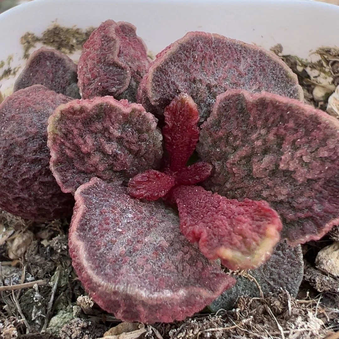 实生新品多肉植物水泡多肉植物