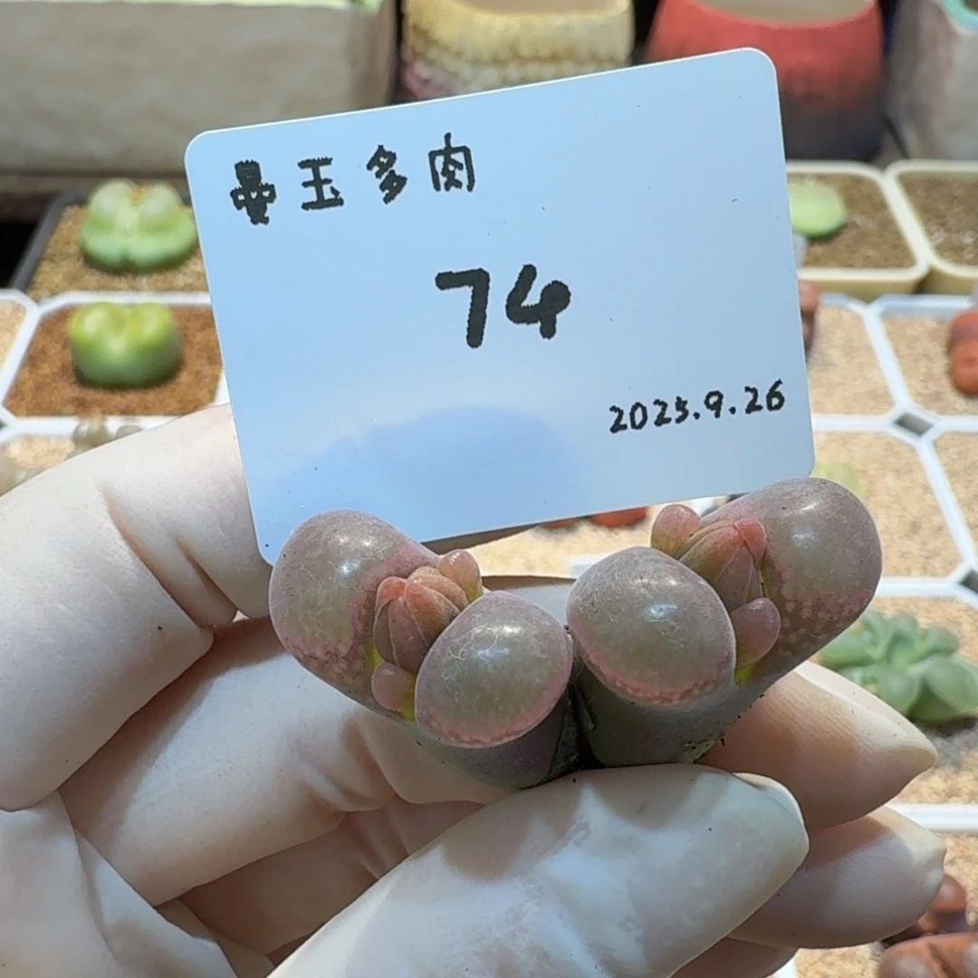 多肉多肉多肉9.26-074