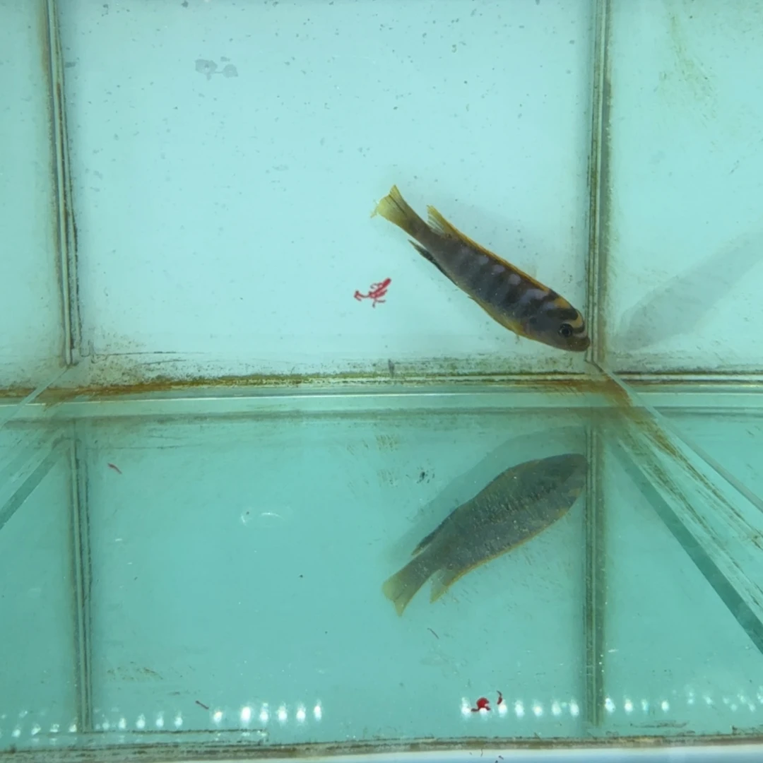 慈鲷1065红鸡。
