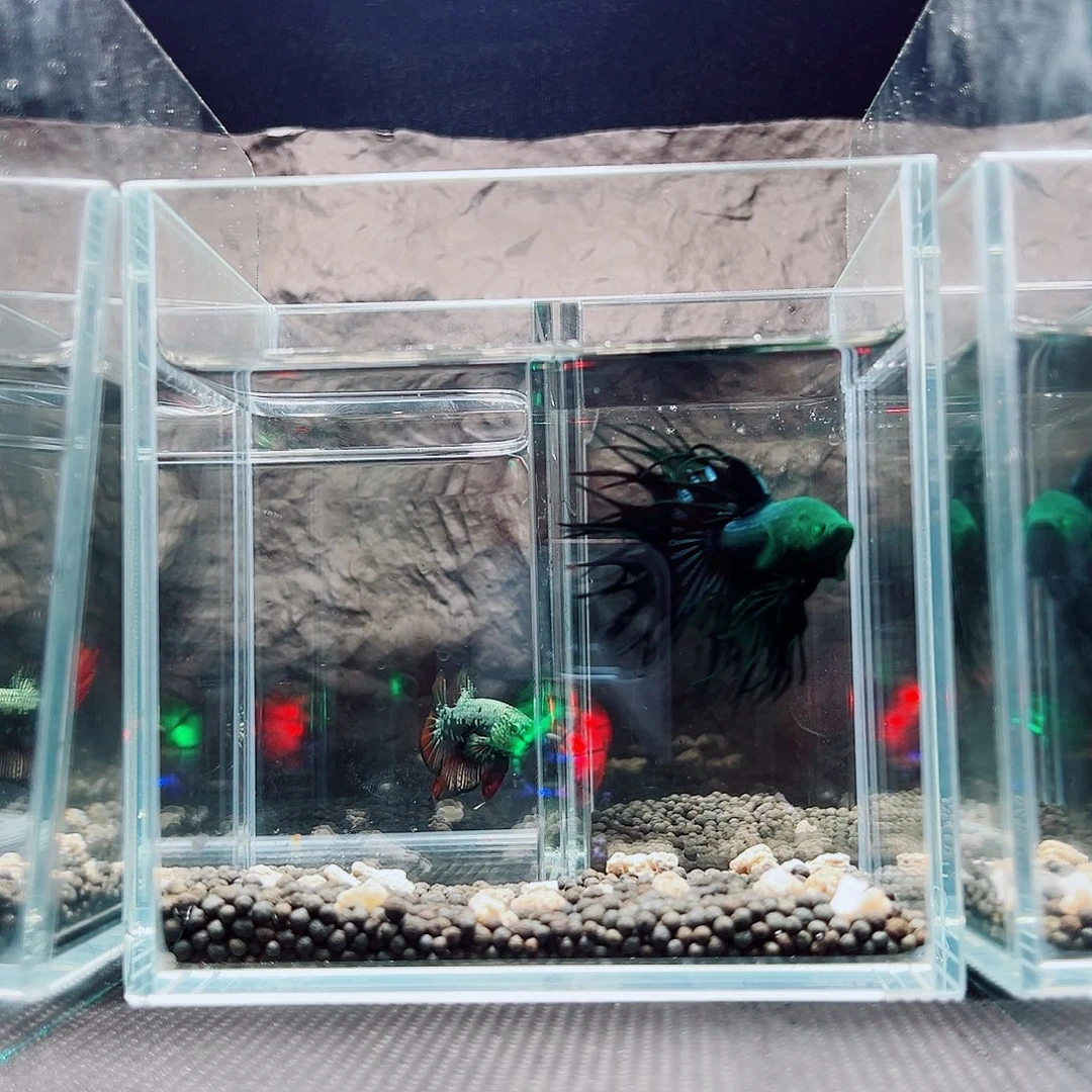 海胆精品精品精品