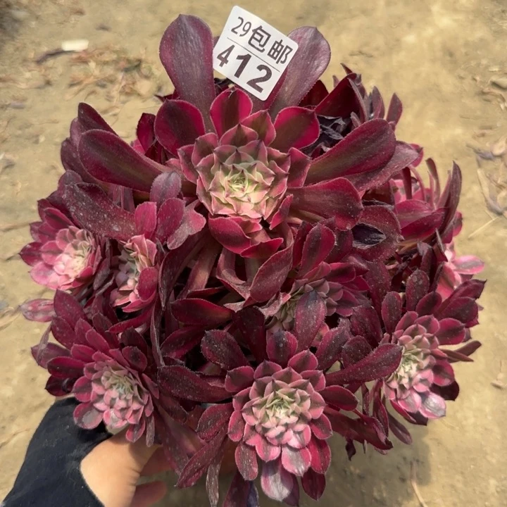 红铜白……多肉植物……