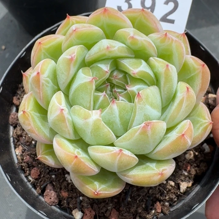 雪花珍妮            多肉植物
