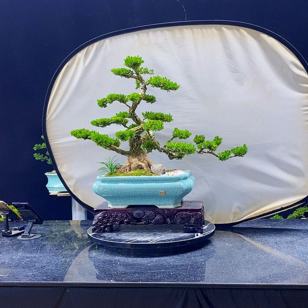 无花朵黄杨盆景造型