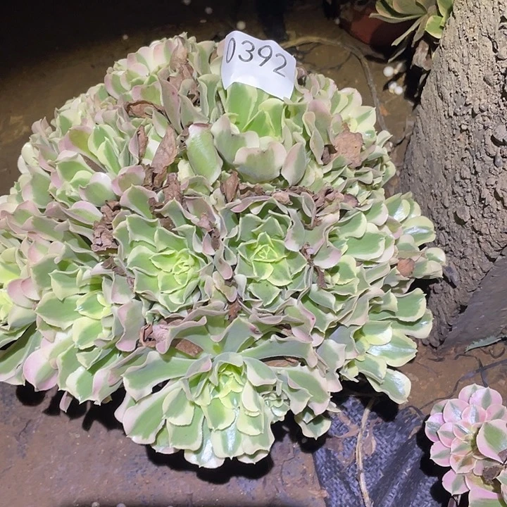 不**系多肉植物断枝不包392白凤