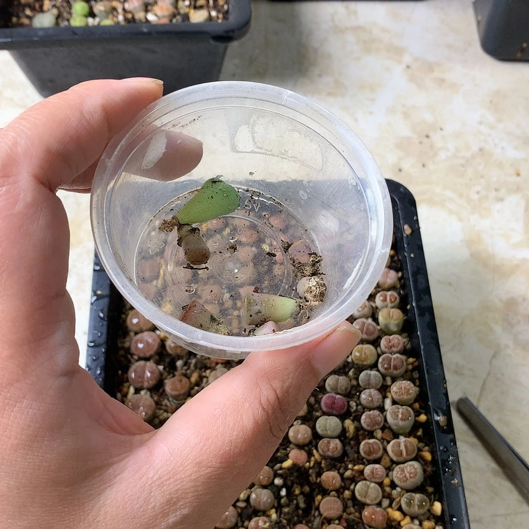 稻*M400多肉植物保护