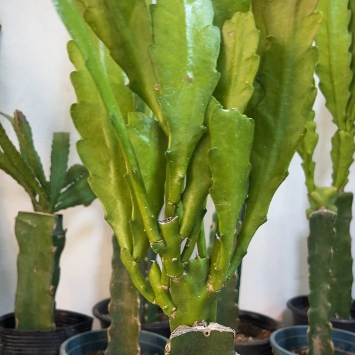 当前无花栽培后可以开花585