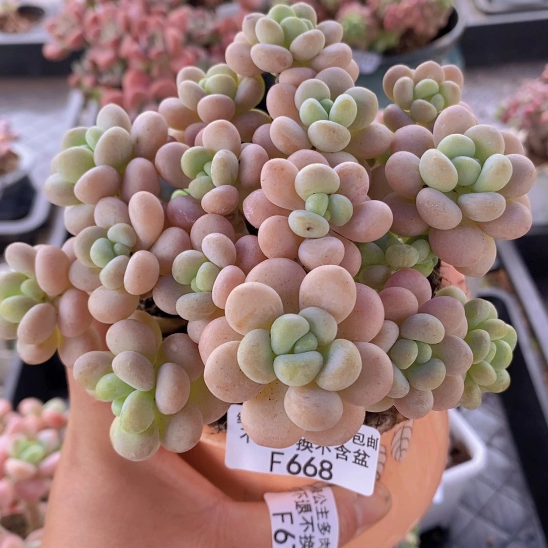 洛可可10cm668多肉植物