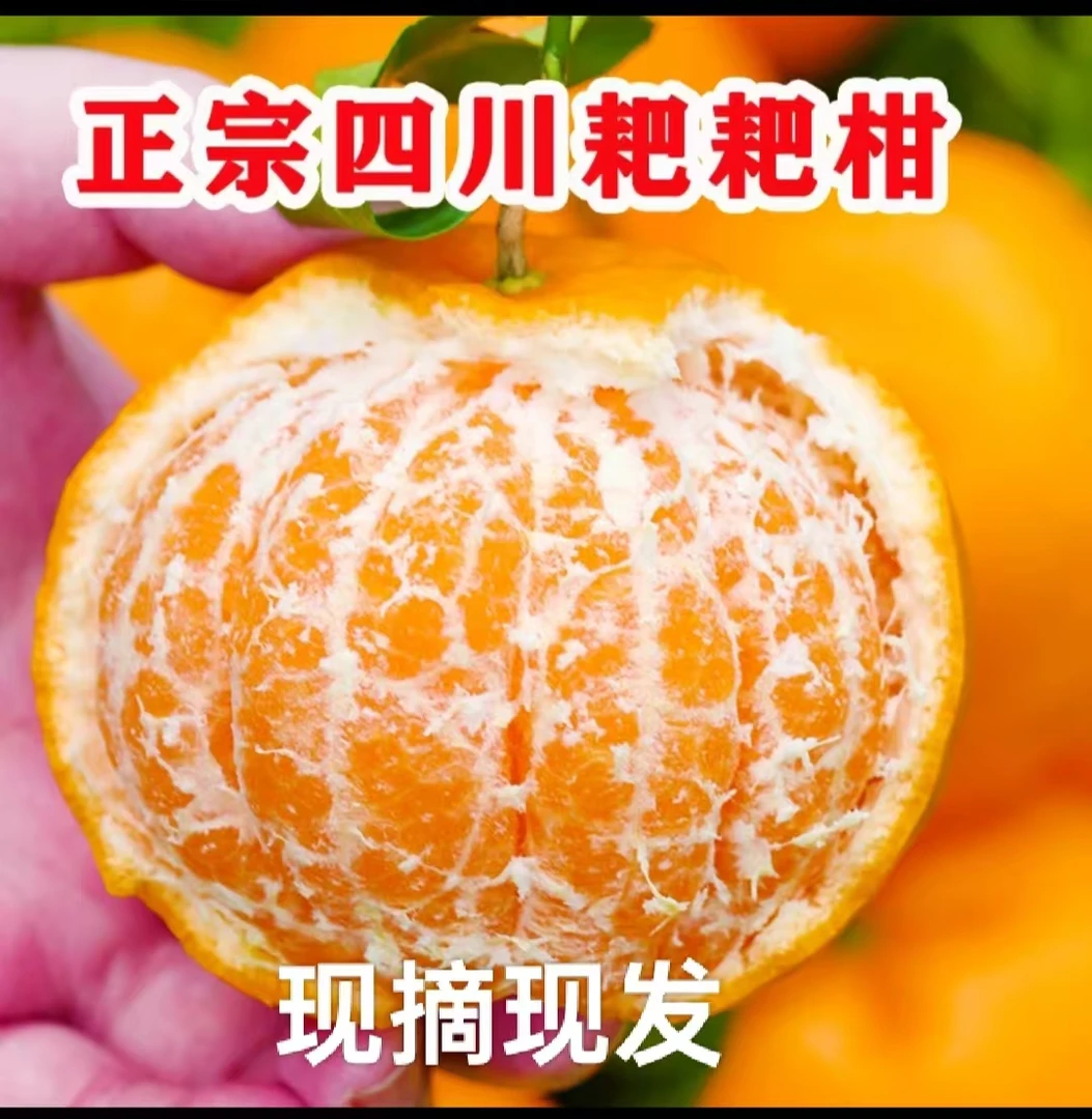 正宗当季水果四川春见耙耙柑无籽无核果味浓郁