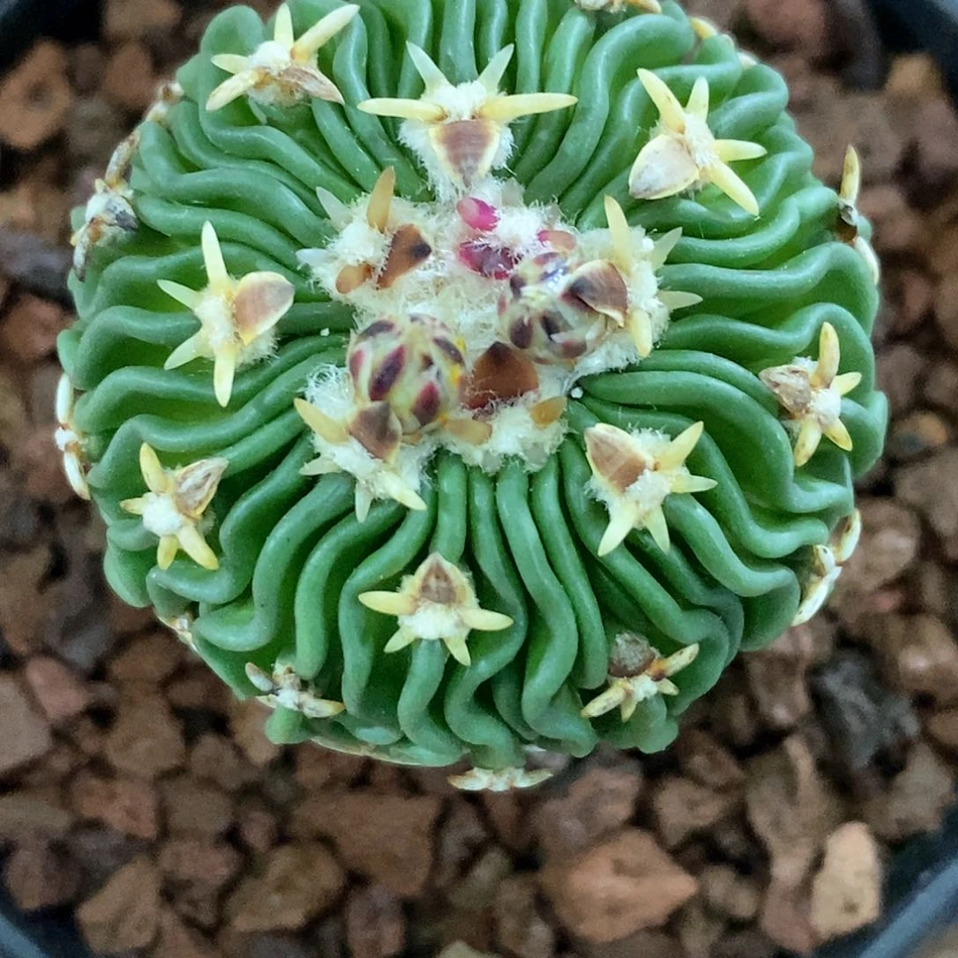 孤品实生特选株日系短豪粗刺太刀岚3.5cm