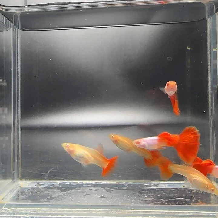 孔雀鱼艾尔银红尾尾3对