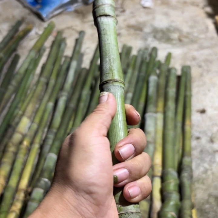 卢***斌实心竹竹竹竹竹竹竹竹竹