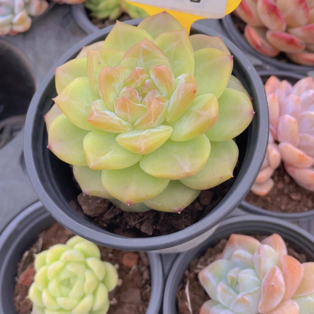 671号 绿透珍妮琥珀