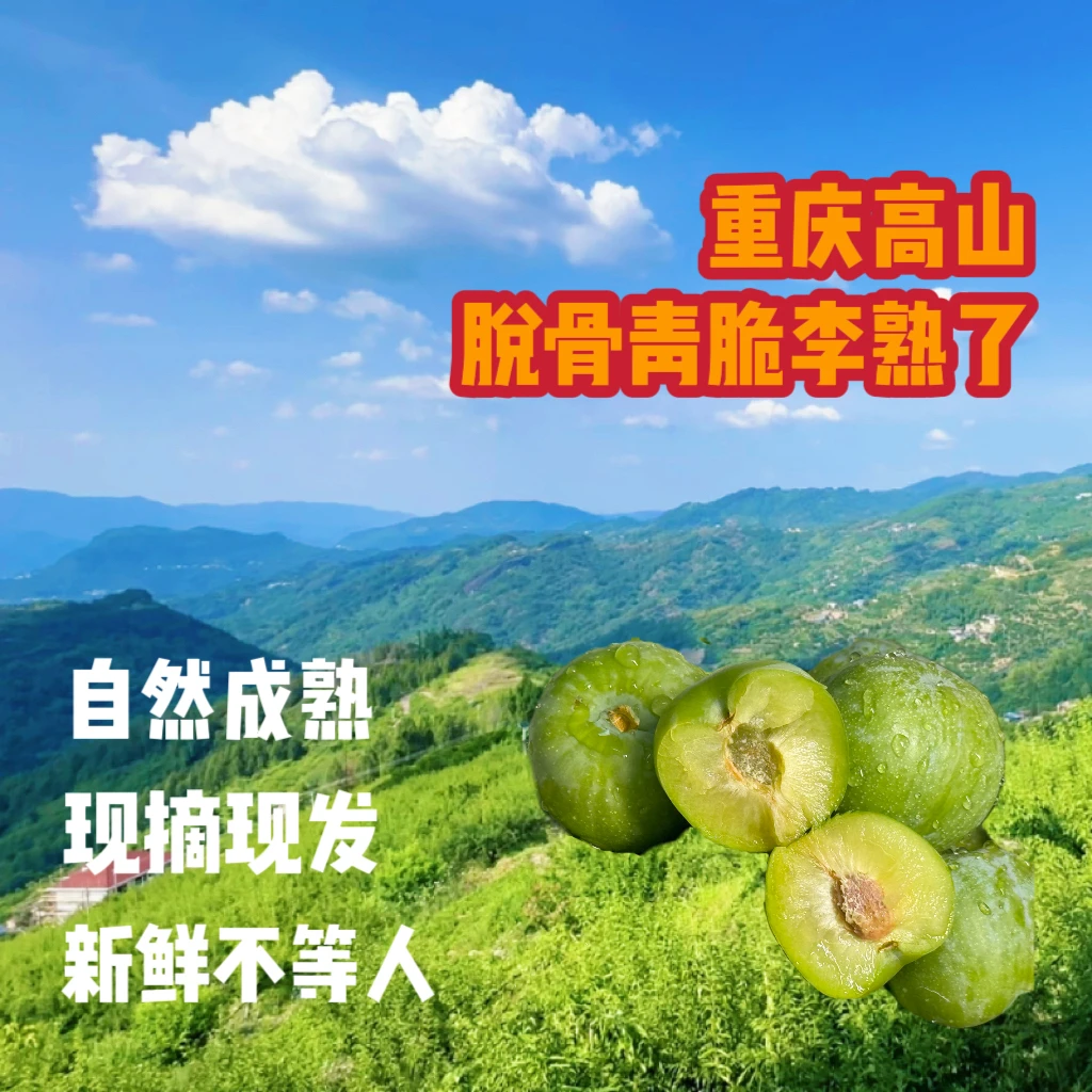 正宗重庆高山脱骨青脆李 应季新鲜水果 酸甜爽口肉厚多汁现摘现发