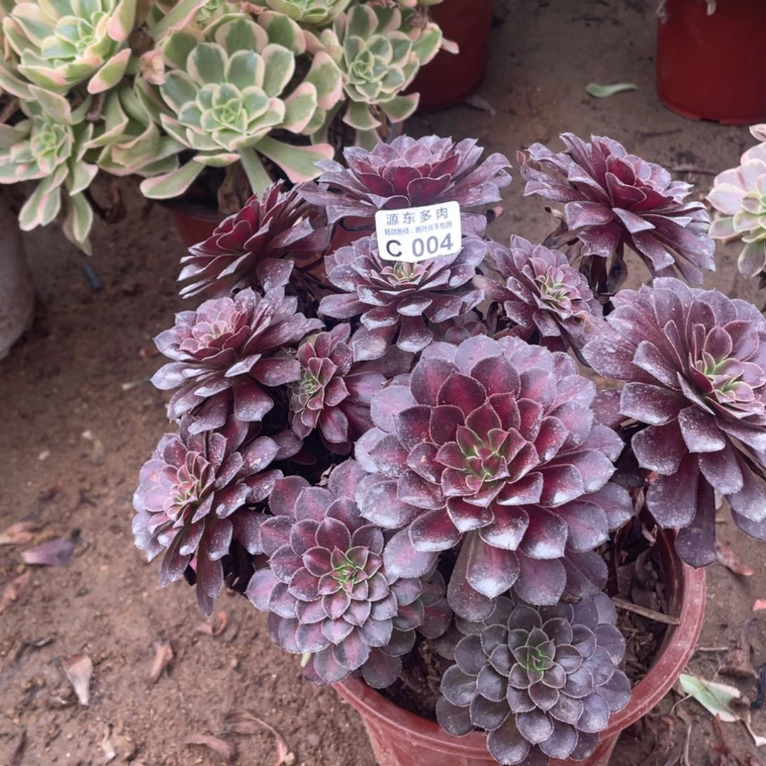 004黑瞳中班多肉法师断枝不包