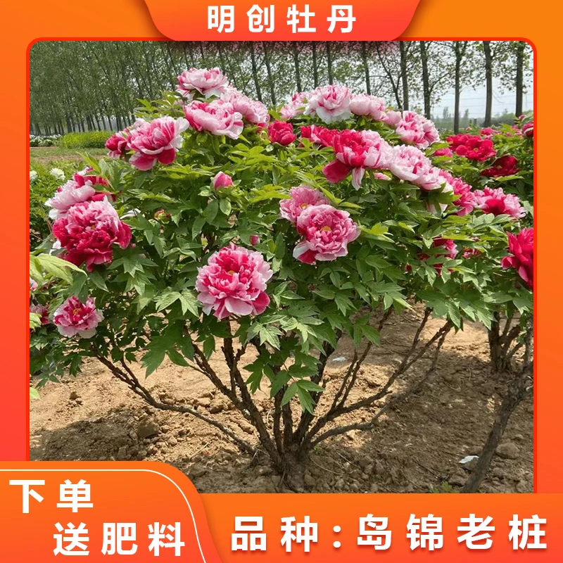 【岛锦老桩】一树多花一花朵色千层重瓣牡丹老桩带土球发货