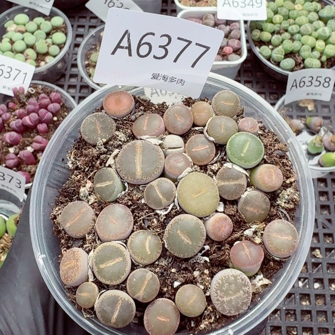 6377–生石花 生石花