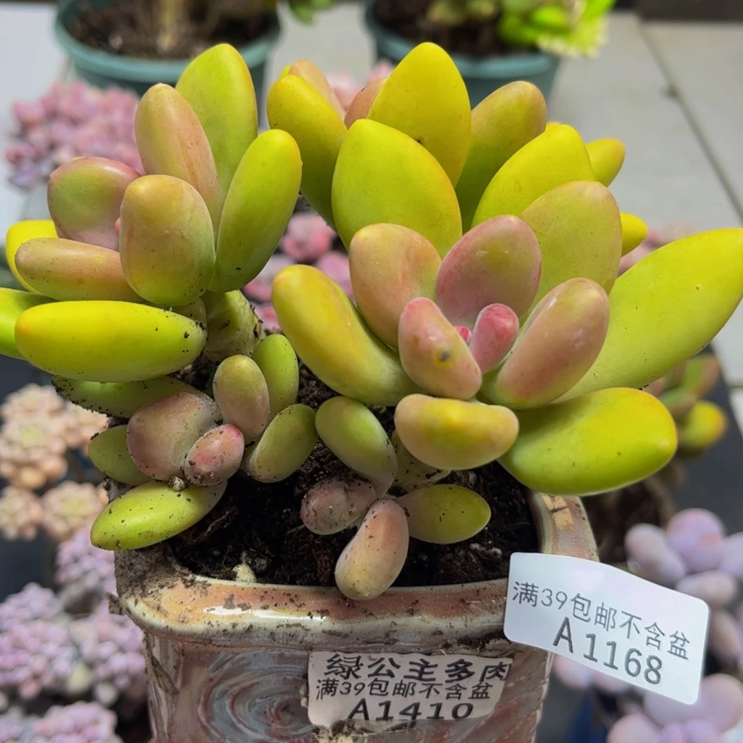 168芒果奶12cm多肉植物