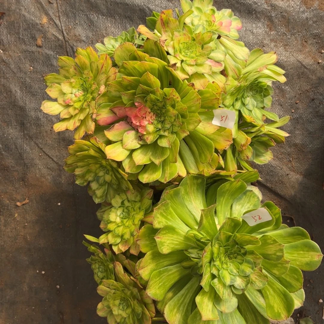 5152知否多肉嘻嘻多破