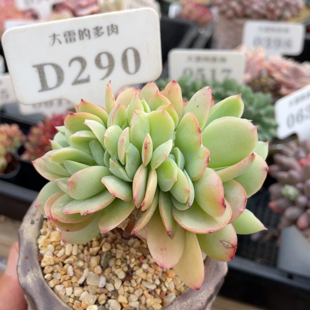 290碧桃缀不带盆8厘米