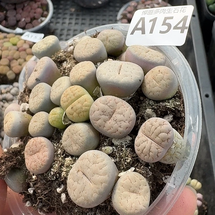 154多肉植物多肉植物