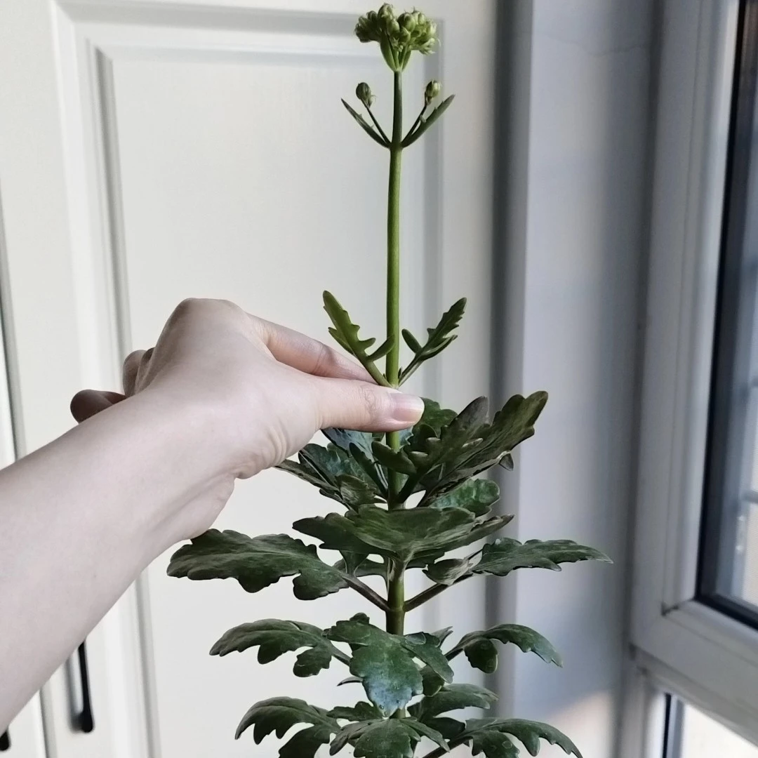 测试品切花一代长寿花