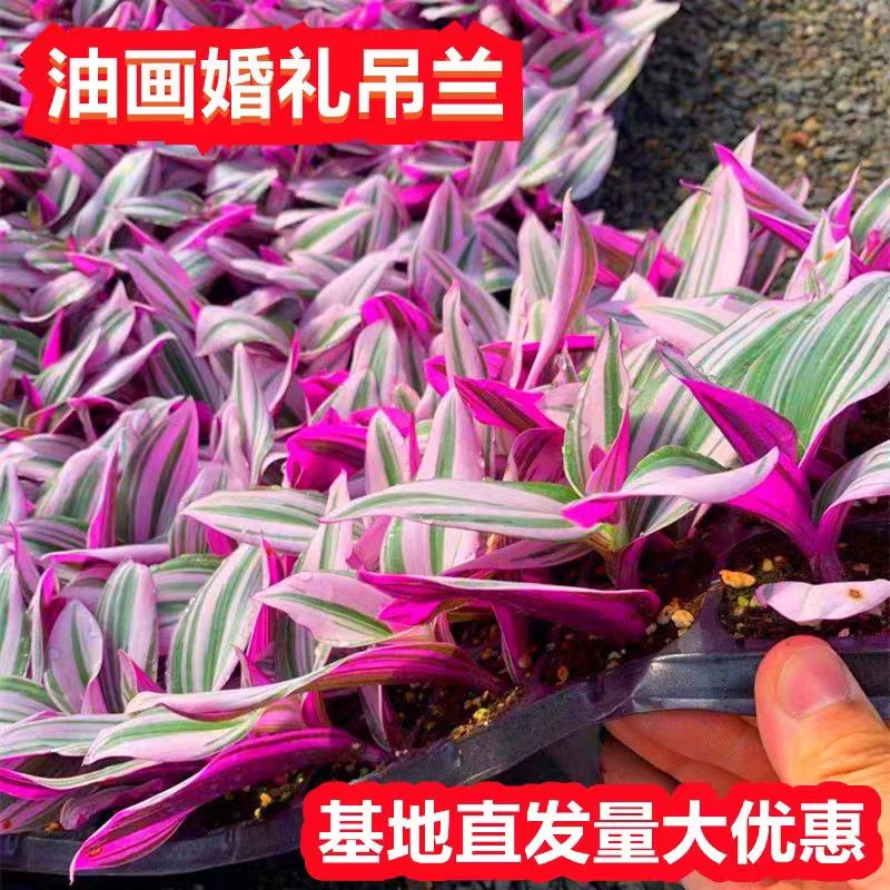 油画婚礼吊兰苗大棵多肉锦花卉室内阳台绿植盆栽水培油画吊兰植物