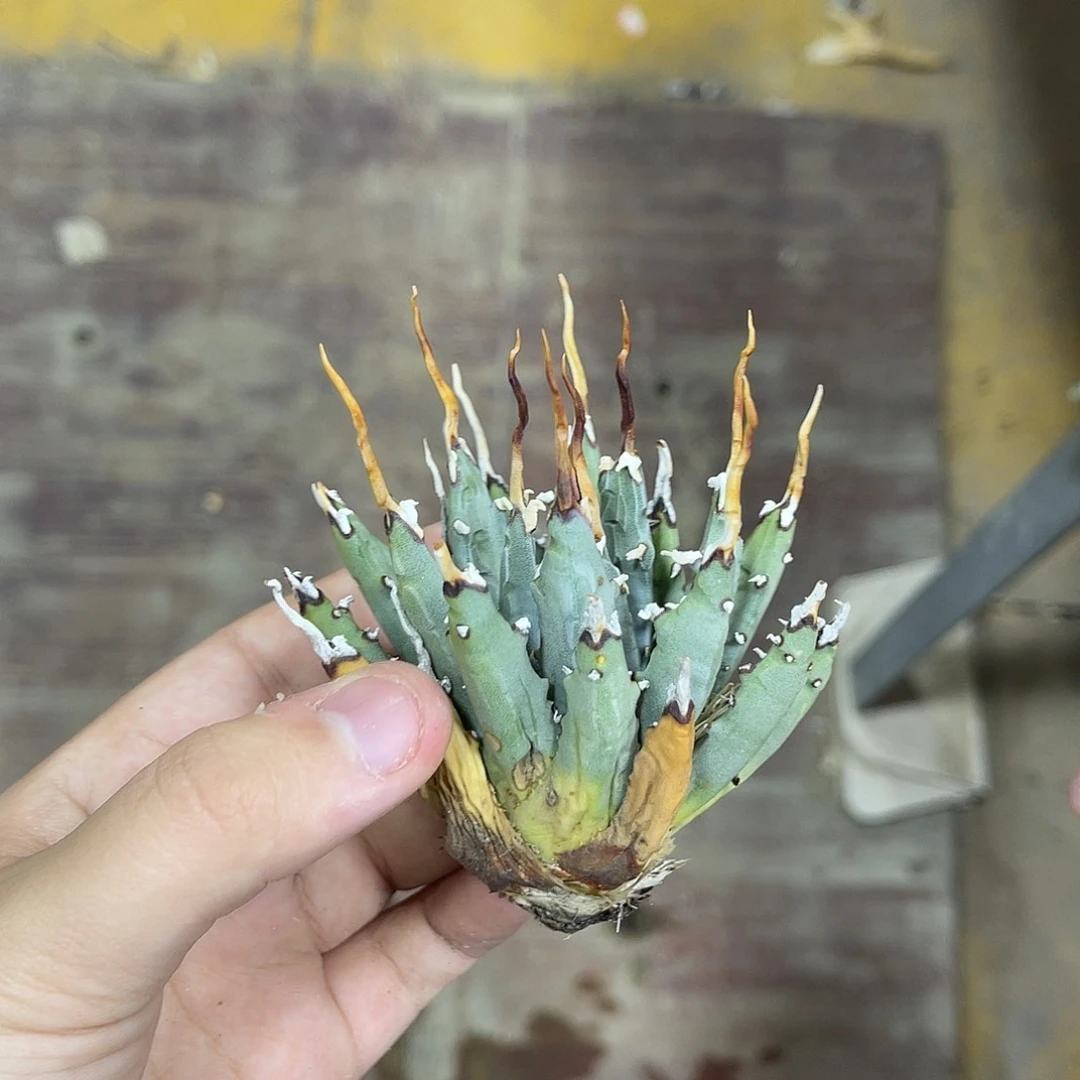 生桩妖炎好价好养