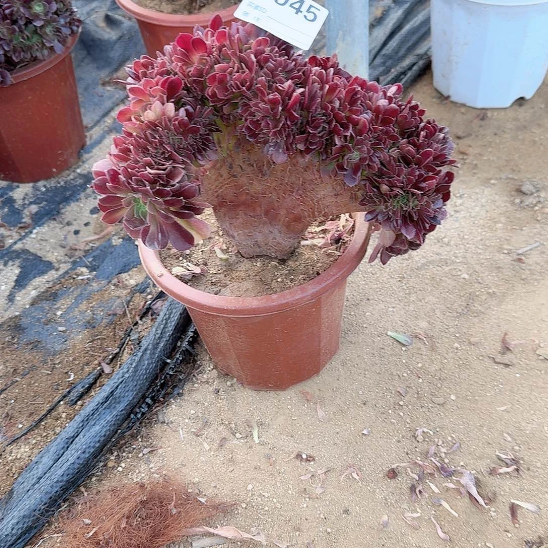 945火玫瑰一颗满28包邮