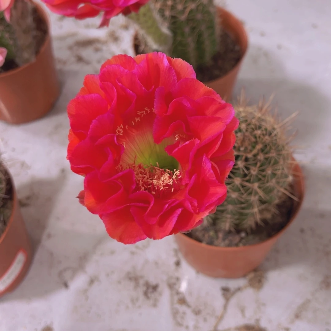 完全开放品种球5公分以上