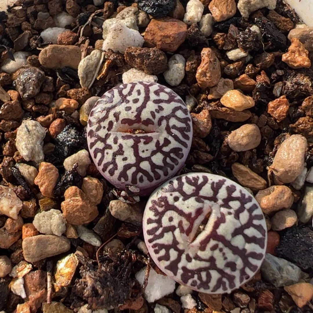 129多肉植物组合