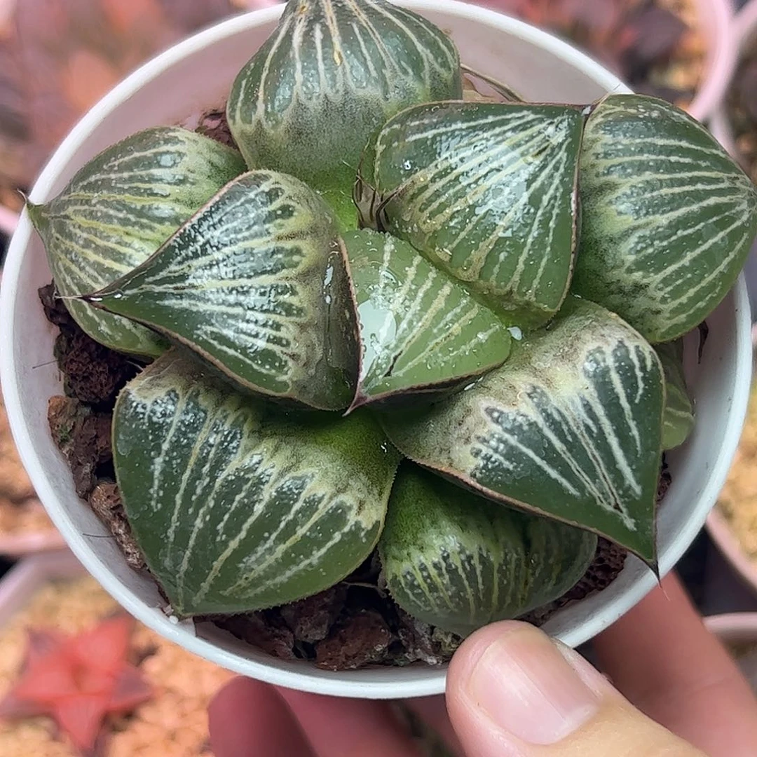 V***y青蟹love十二卷多肉植物