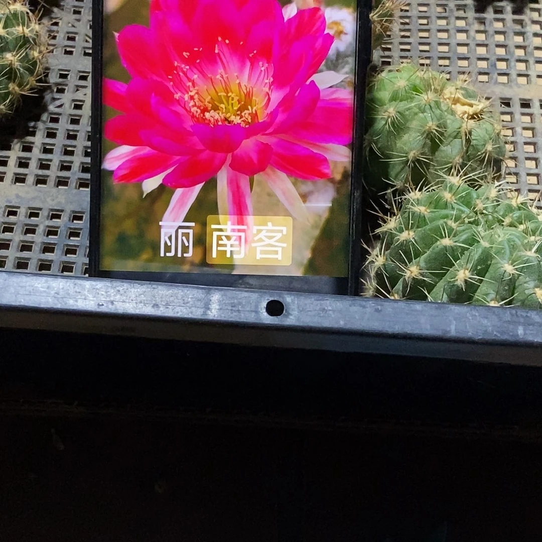 丽 南客侧芽歪20包邮/4公分