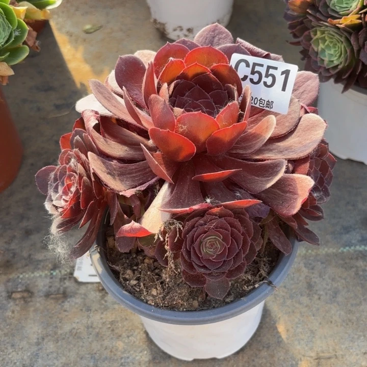 瑞妈多肉植物551