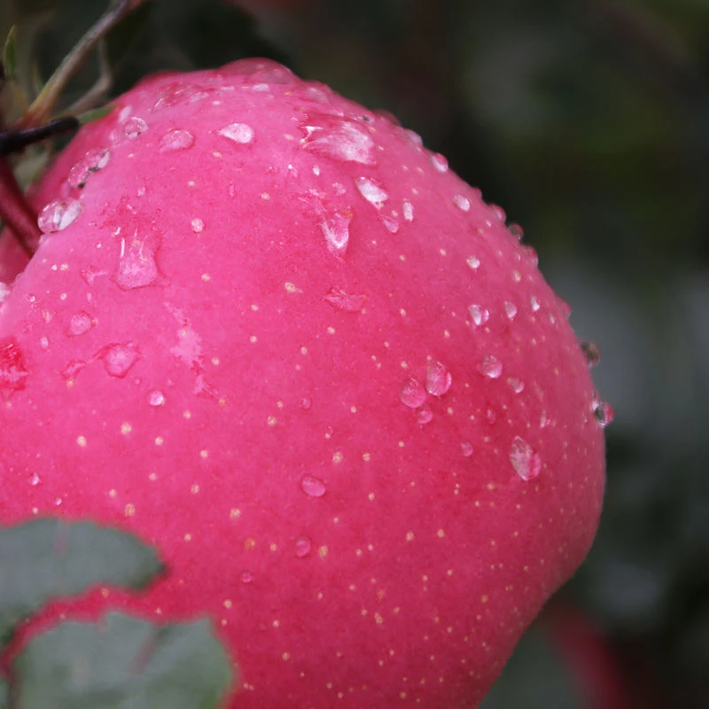 静宁发货甘肃苹果静宁红富士产地直发