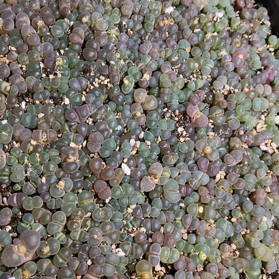 22371。  一筐编号混风铃。