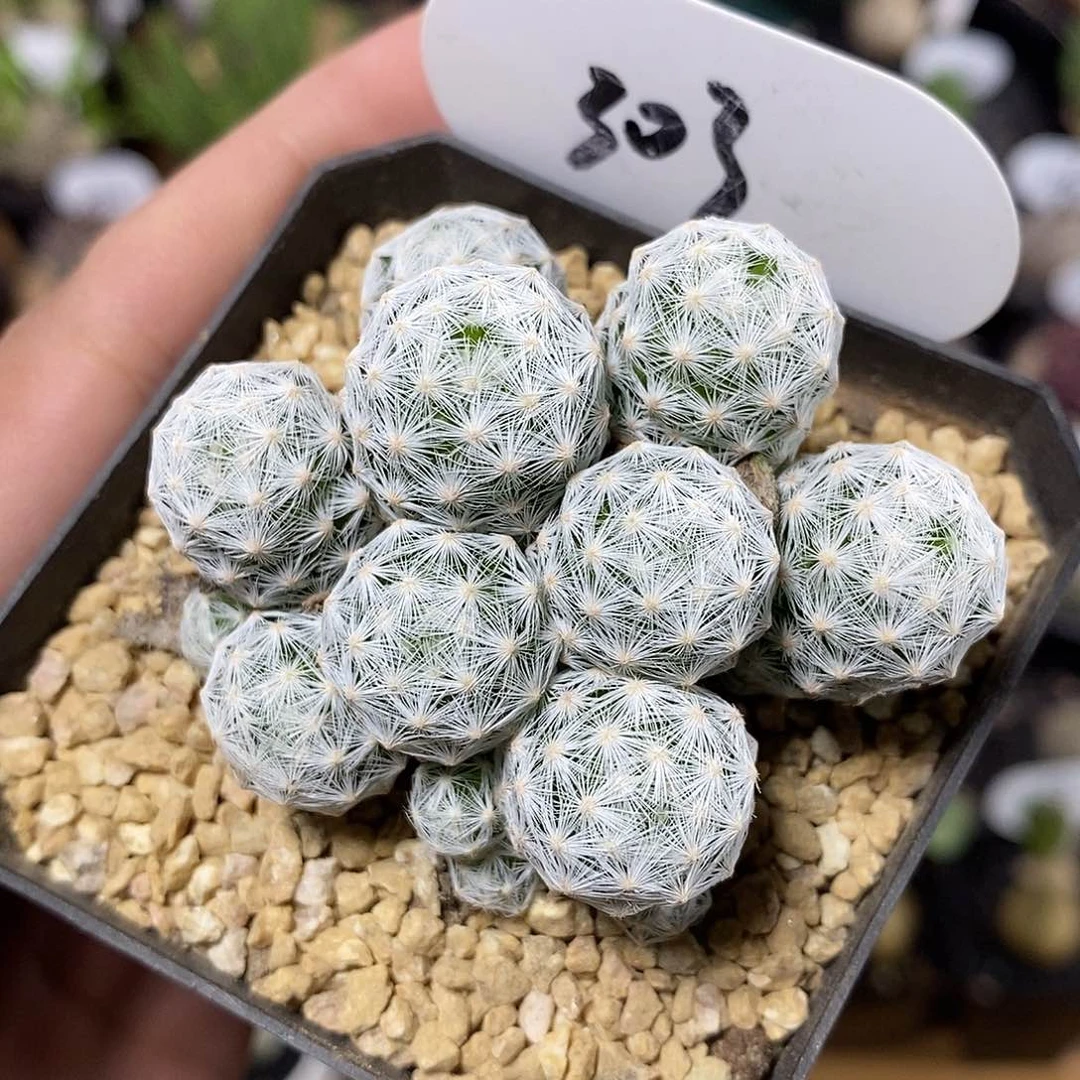 群生姬春星303号5.8cm