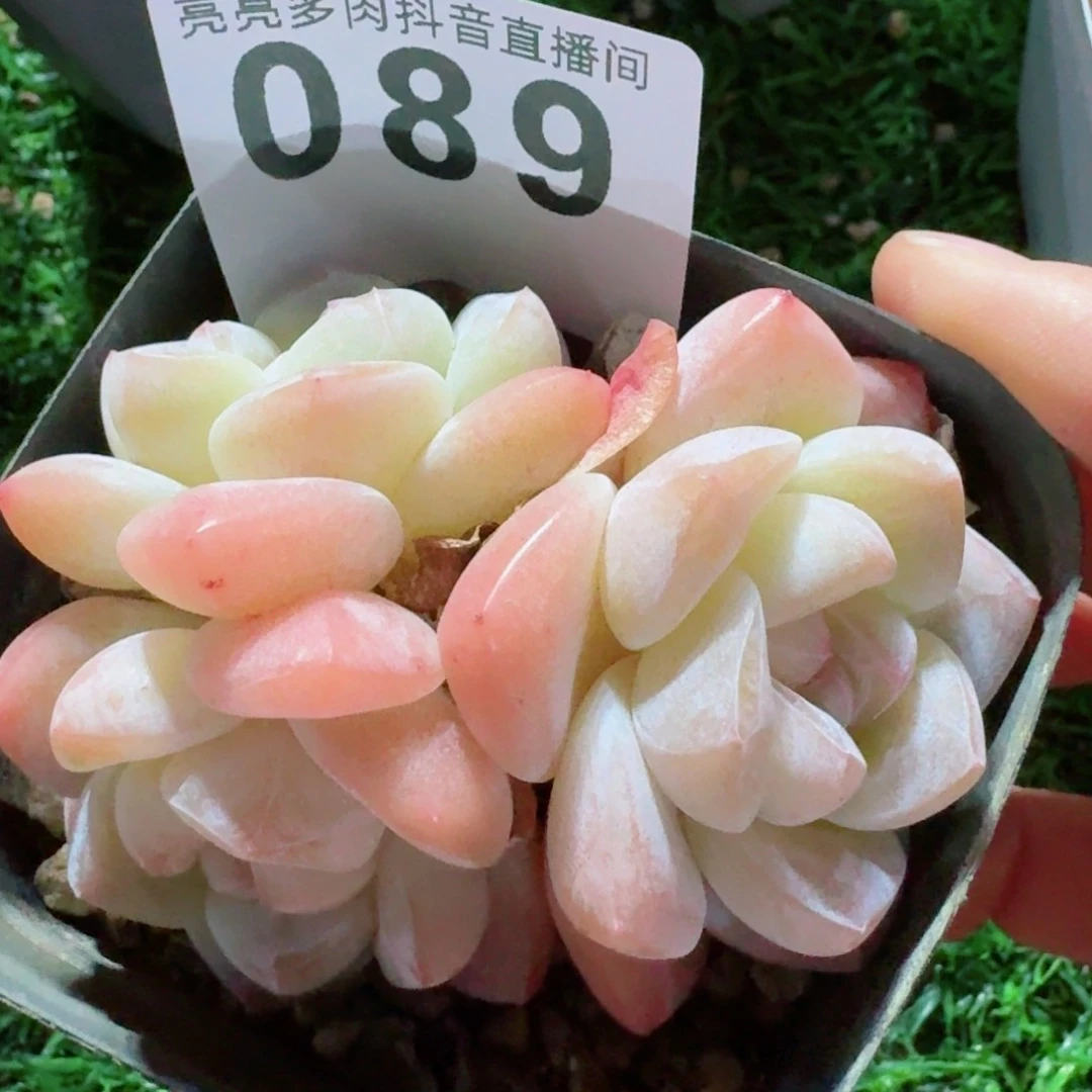 冰玉福利         精品多肉