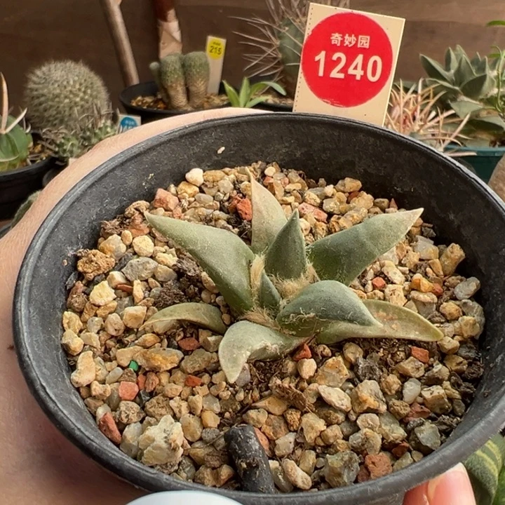 实生龙牙牡丹5.5cm一棵仙人球