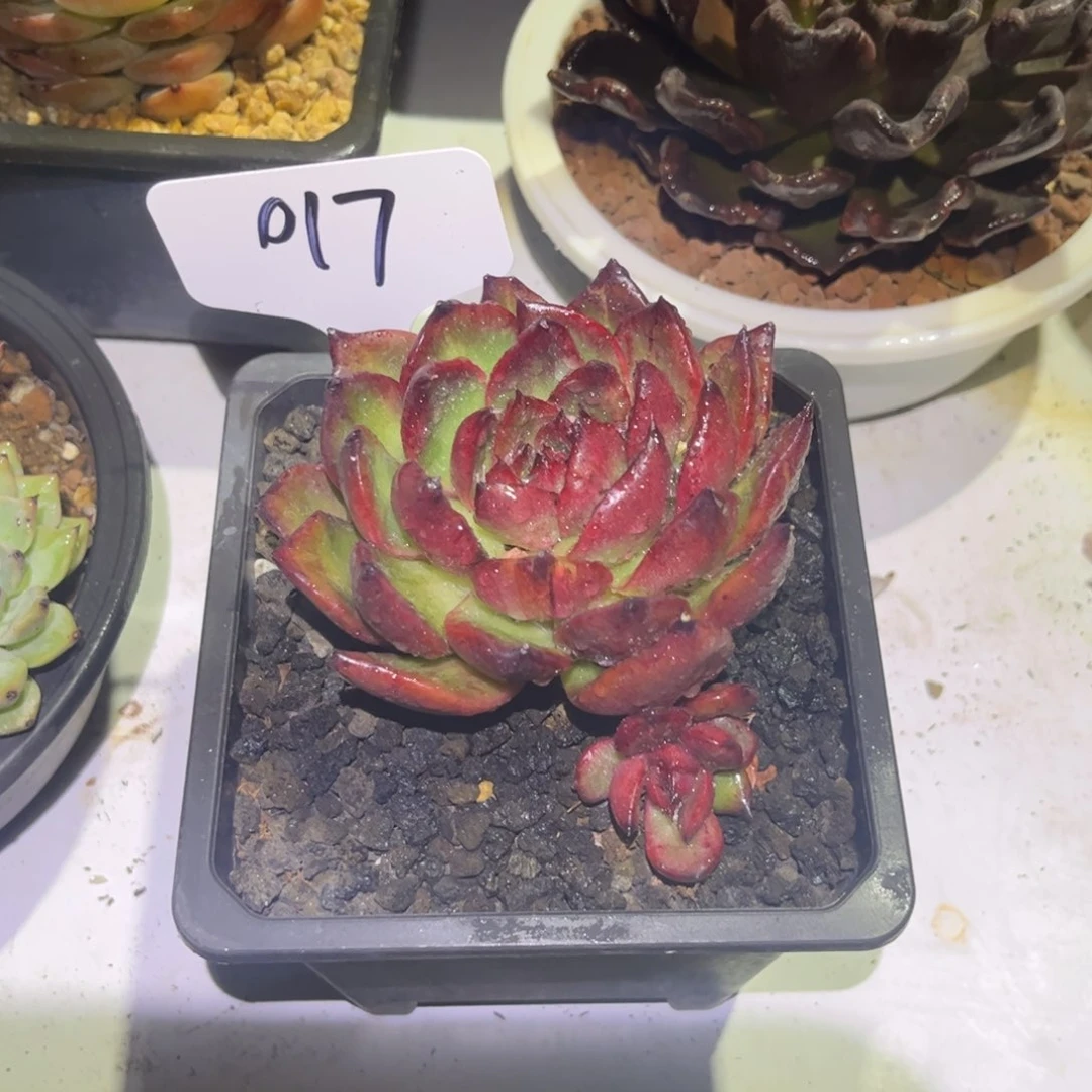 没****兴一物一拍017