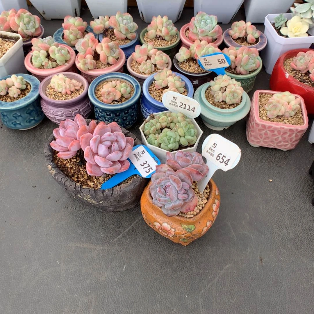 极***光375-2114-654 一组美肉