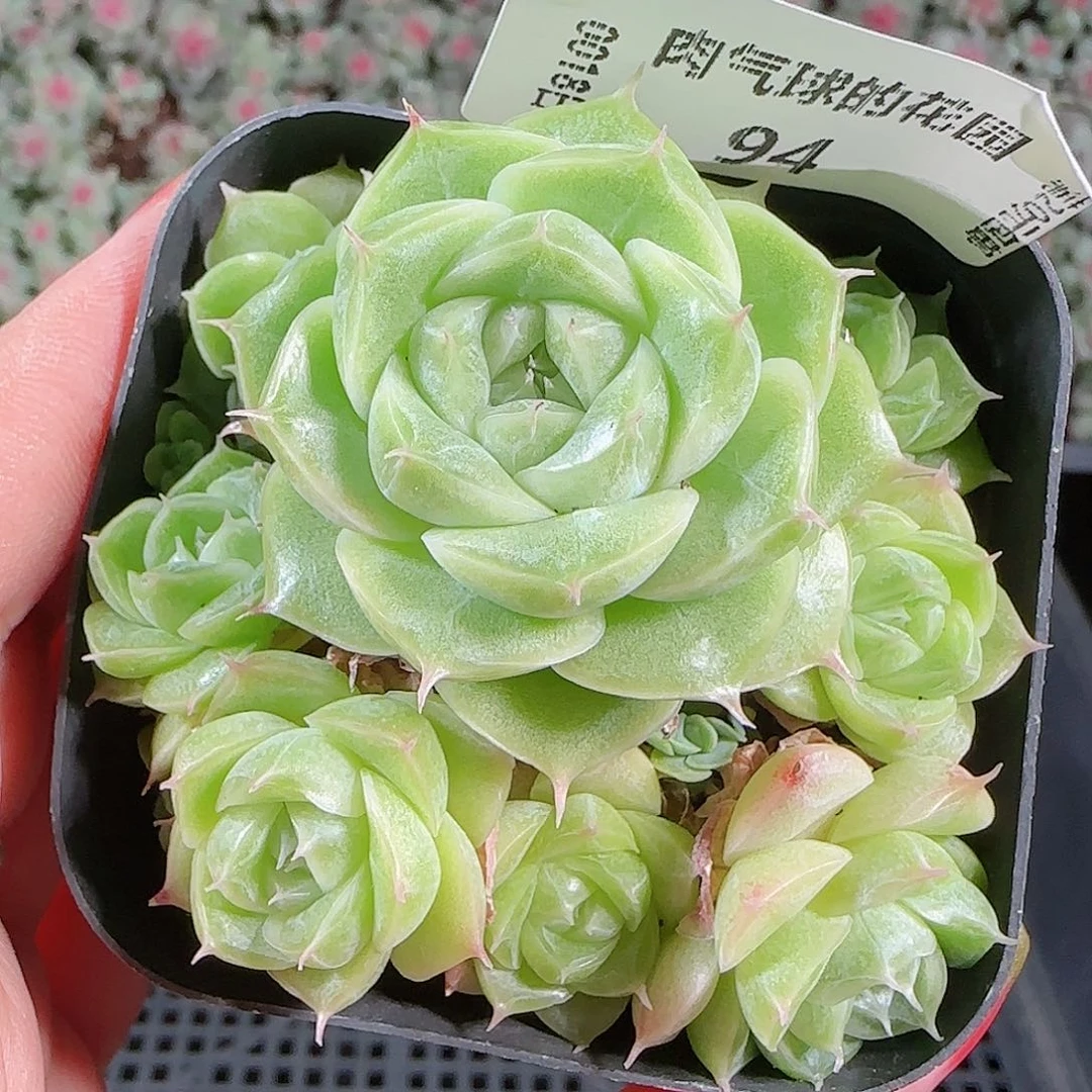 0018-94麦秆优选不包整