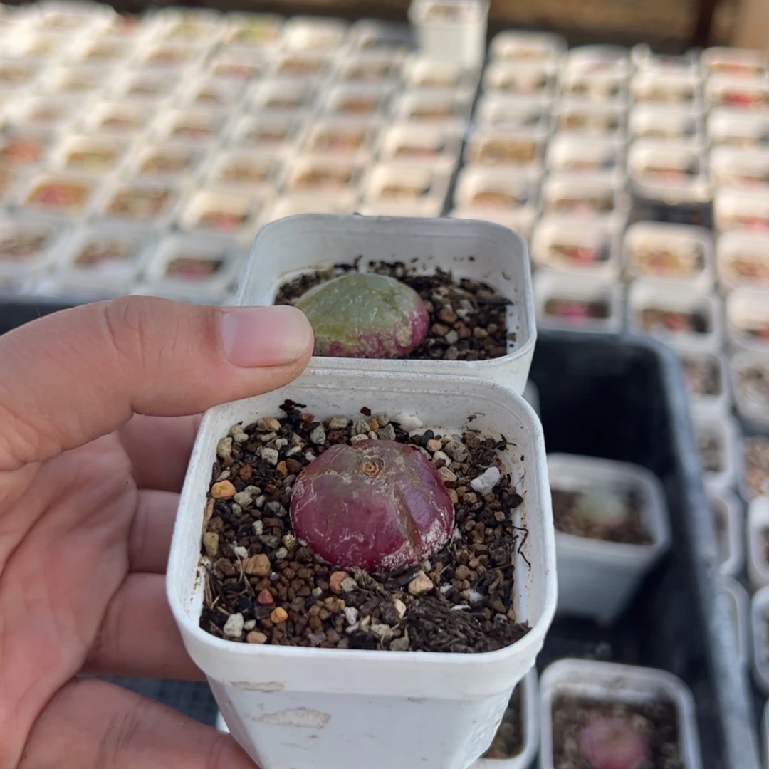 祁*@115多肉植物百科