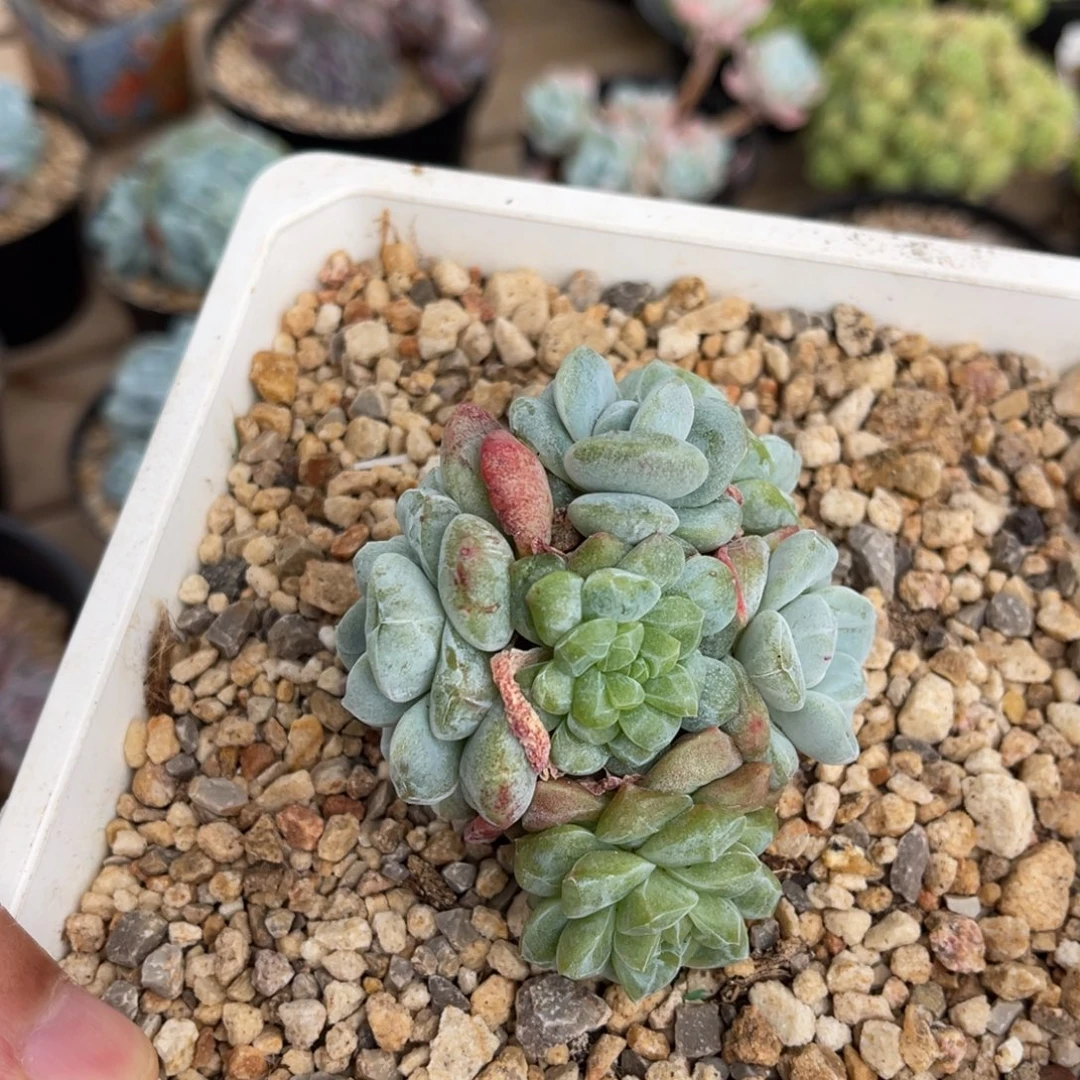 冰玉石化锦变异一物一拍