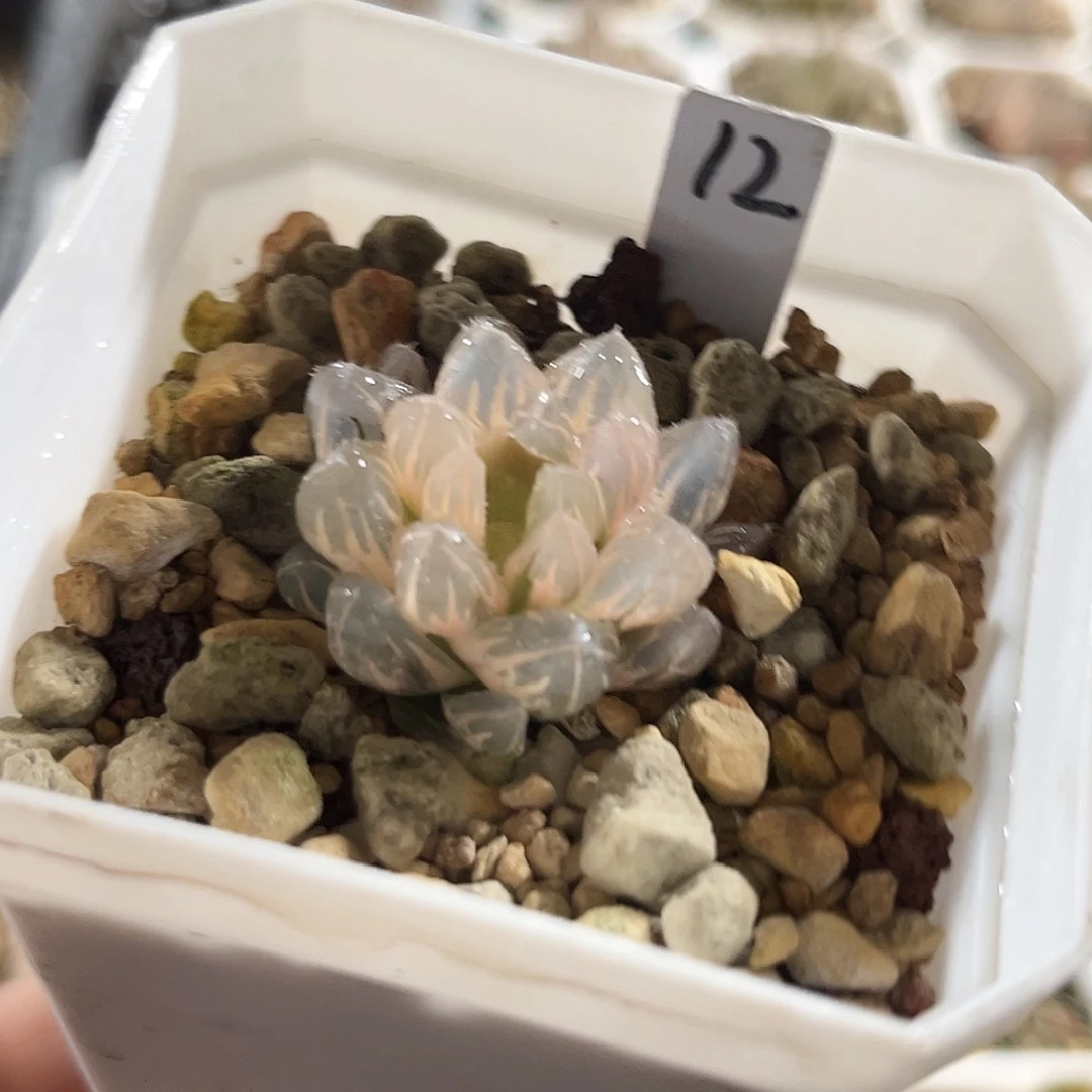 12糊斑霓虹灯变异玉露锦