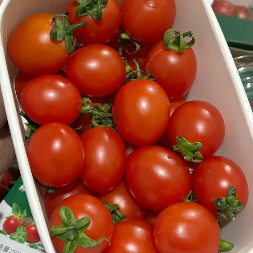 韩在线甜叶菊番茄小番茄新鲜番茄同城配