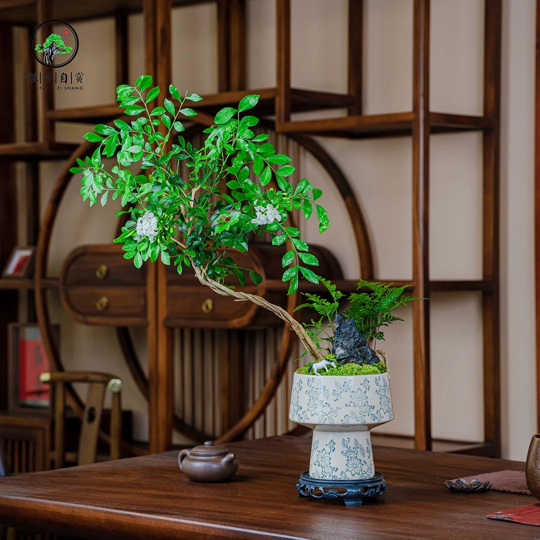 【九里飘香】天青色青花瓷盆九里香室内盆景好养办公室客厅四季常青