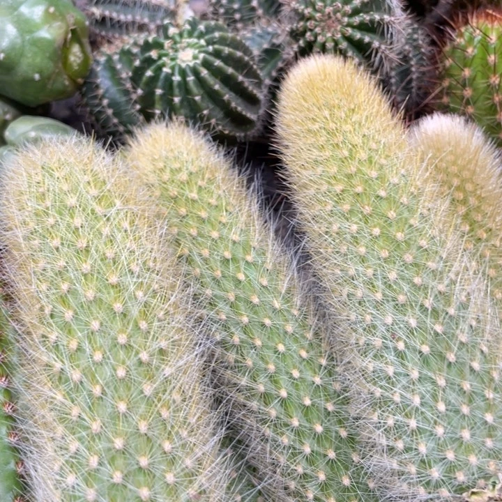 九尾狐杂交金妞侧芽一个7.88