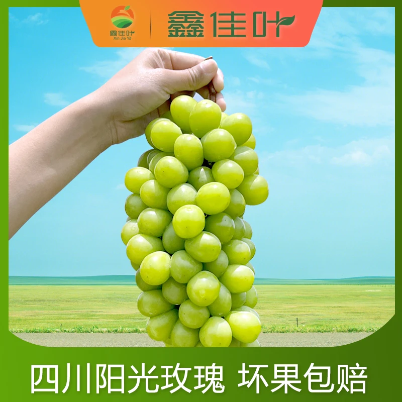 【顺丰】【鑫佳叶】 四川阳光玫瑰葡萄新鲜青提  净重2/3斤